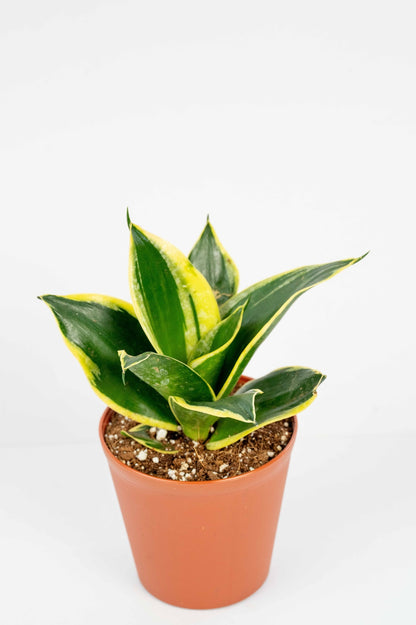 Senseveria - Trifasciata