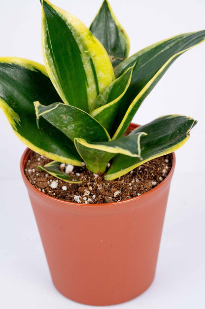 Senseveria - Trifasciata