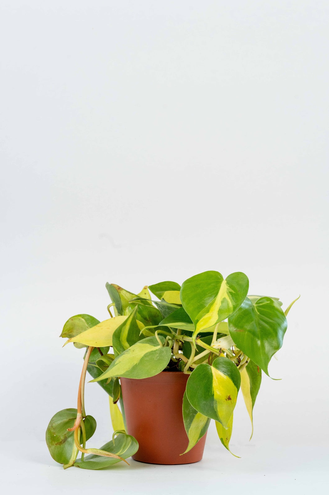 Philodendron Brasil