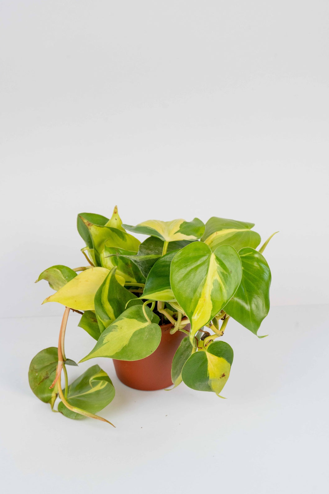 Philodendron Brasil