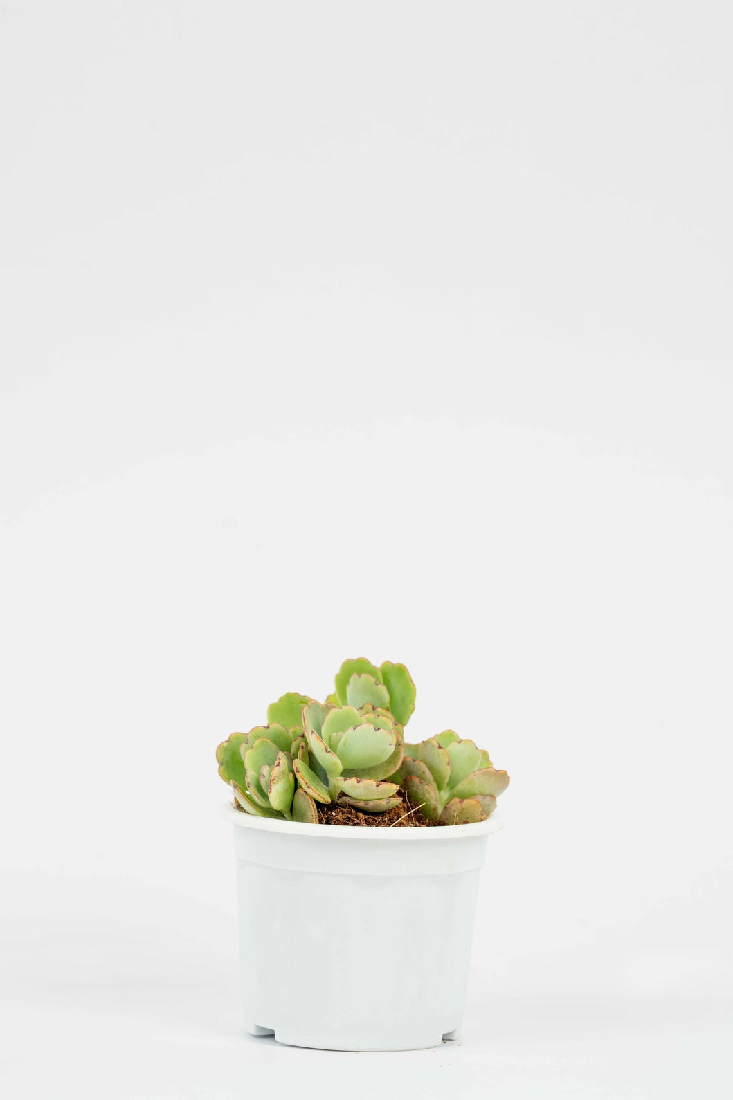 Fedtschenko- Lavender Scallops- Succulent