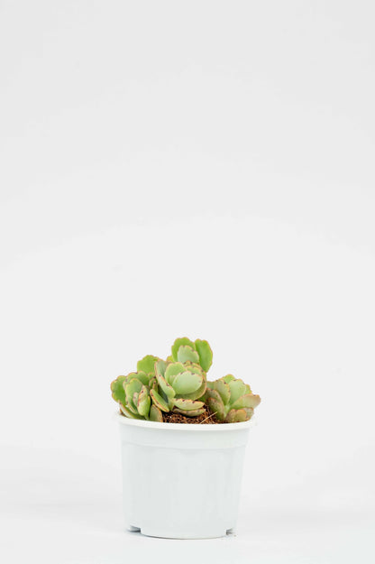 Fedtschenko- Lavender Scallops- Succulent