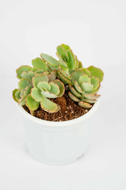 Fedtschenko- Lavender Scallops- Succulent