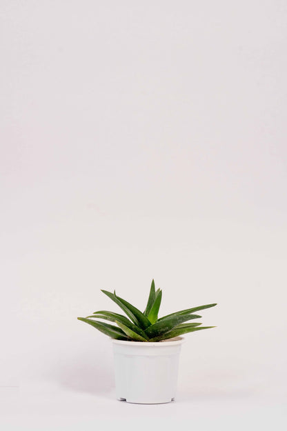 Aleo Black Gem -Alworthia Black Gem