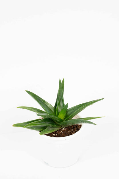 Aleo Black Gem -Alworthia Black Gem