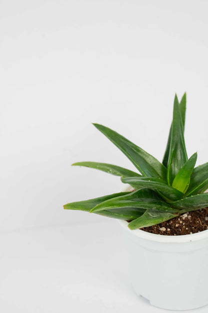 Aleo Black Gem -Alworthia Black Gem
