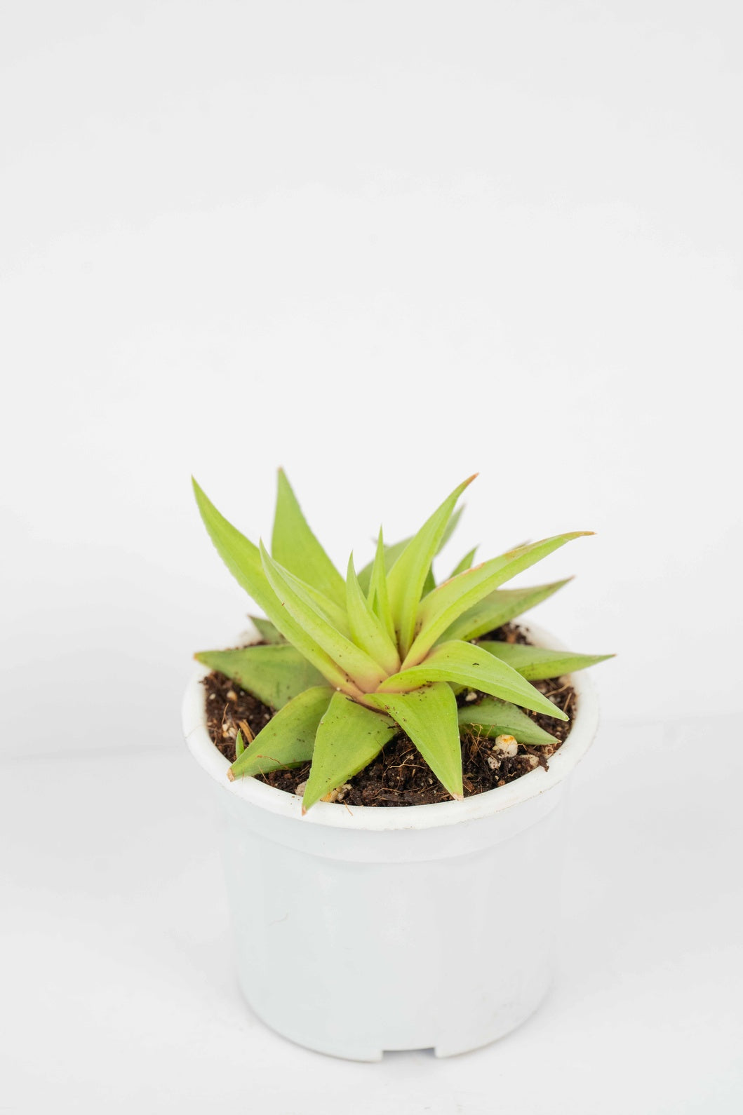 Haworthia limifolia - Ubomboensis