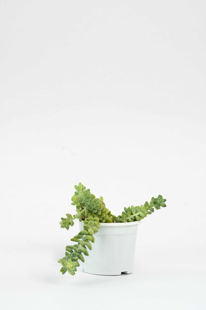 Sedum Morganianum - Donkeys Tail - Burros Tail