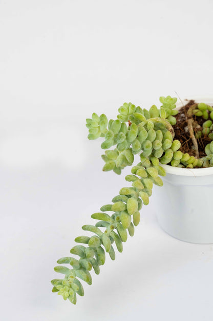 Sedum Morganianum - Donkeys Tail - Burros Tail