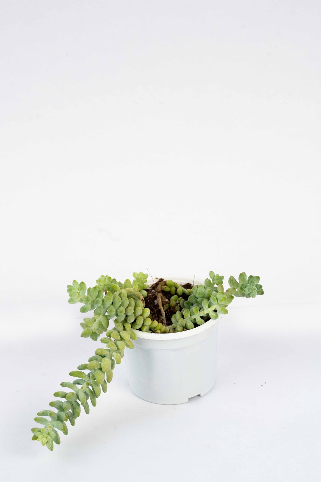 Sedum Morganianum - Donkeys Tail - Burros Tail