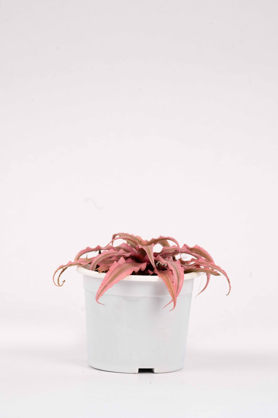 Cryptanthus Pink - Succulent