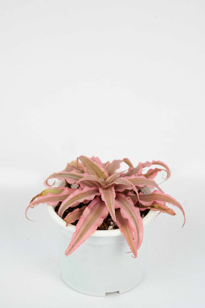 Cryptanthus Pink - Succulent