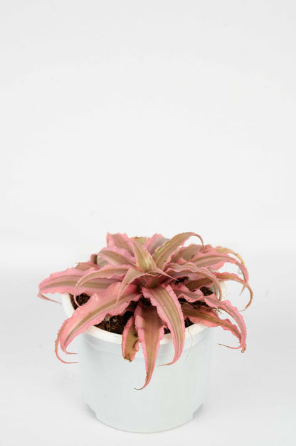 Cryptanthus Pink - Succulent