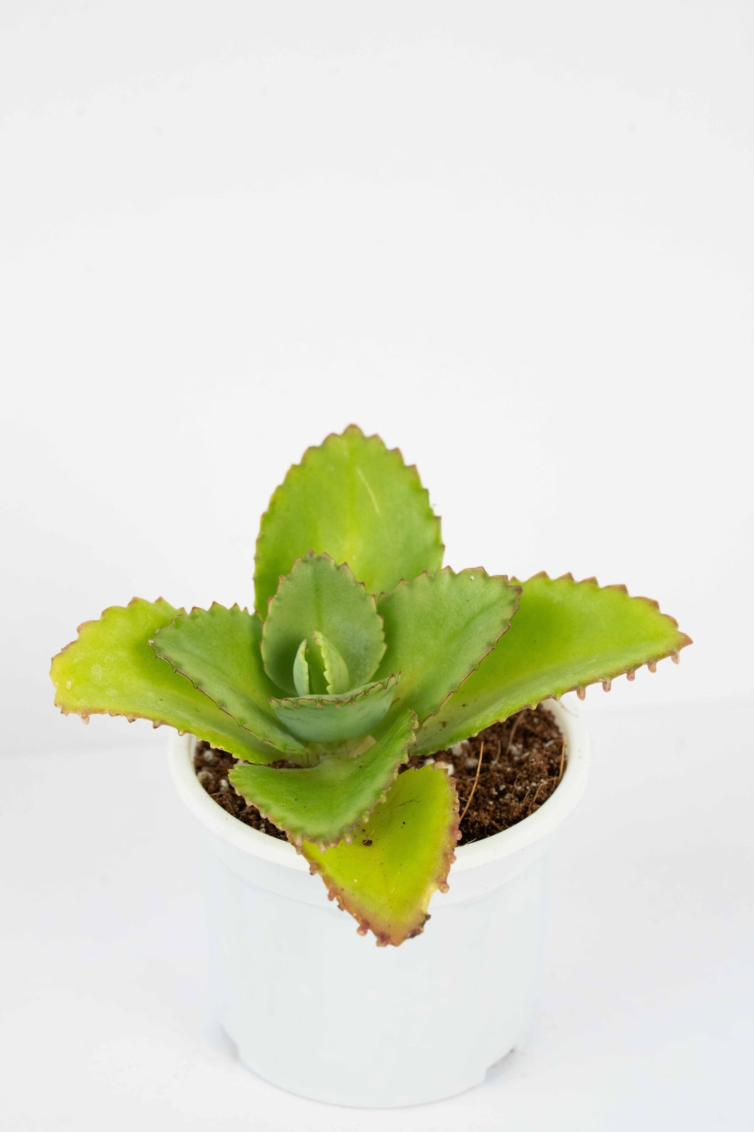 Mother Of Thousands - Devil Backbone kalanchoe Laetivirens