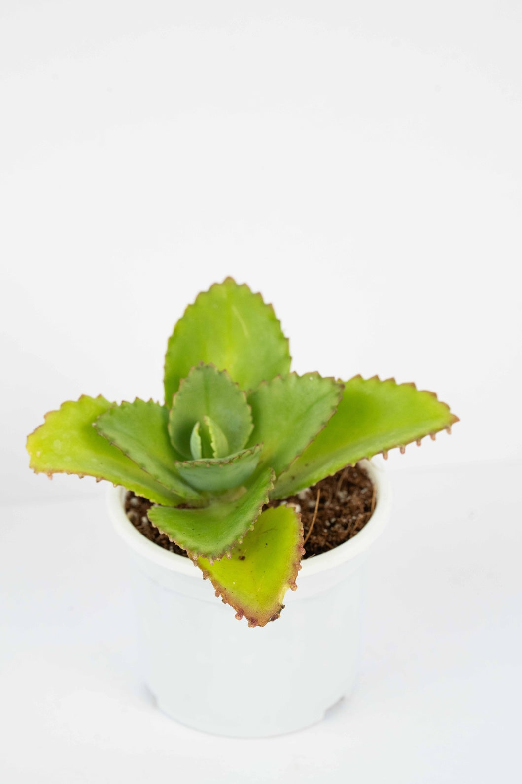 Mother Of Thousands - Devil Backbone kalanchoe Laetivirens