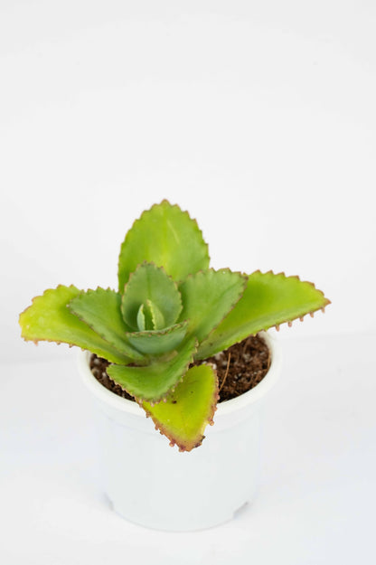 Mother Of Thousands - Devil Backbone kalanchoe Laetivirens