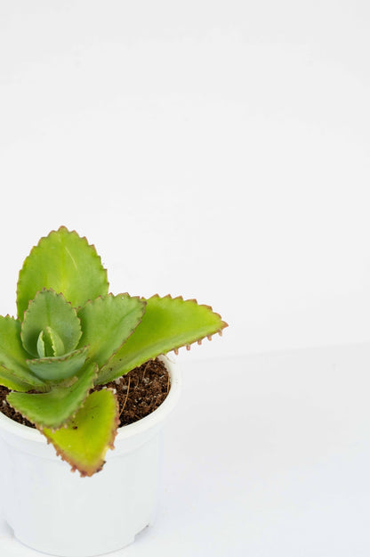 Mother Of Thousands - Devil Backbone kalanchoe Laetivirens
