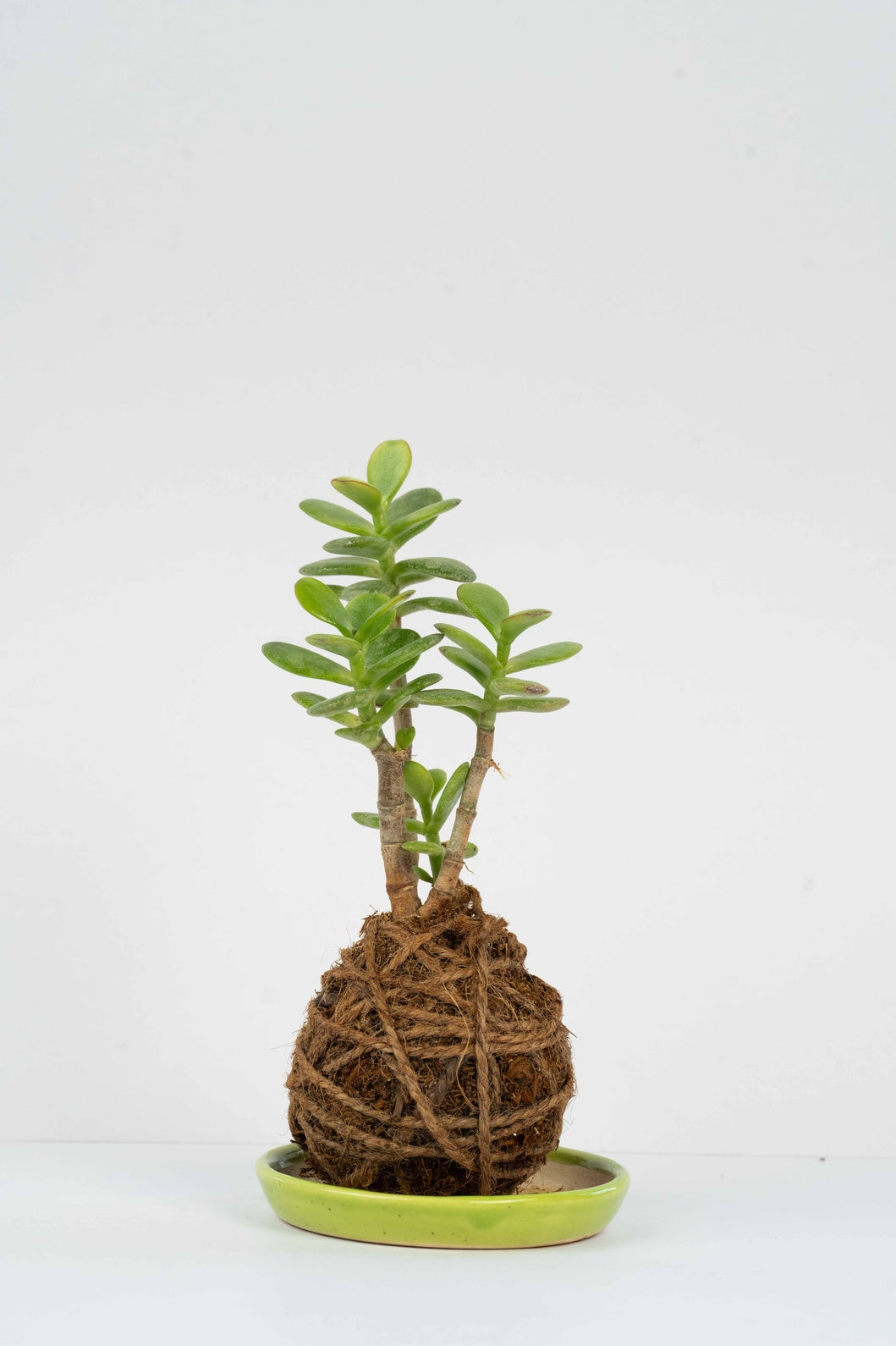Kokedama - Jade Octave