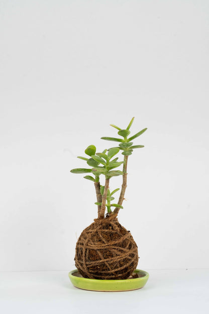 Kokedama - Jade Octave