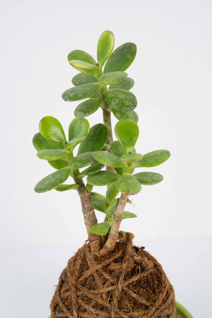 Kokedama - Jade Octave