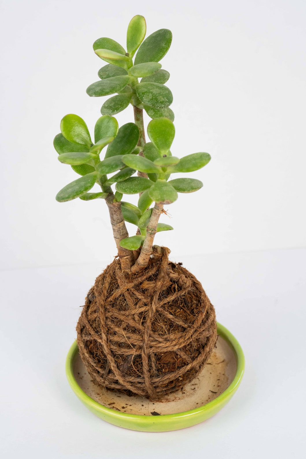 Kokedama - Jade Octave