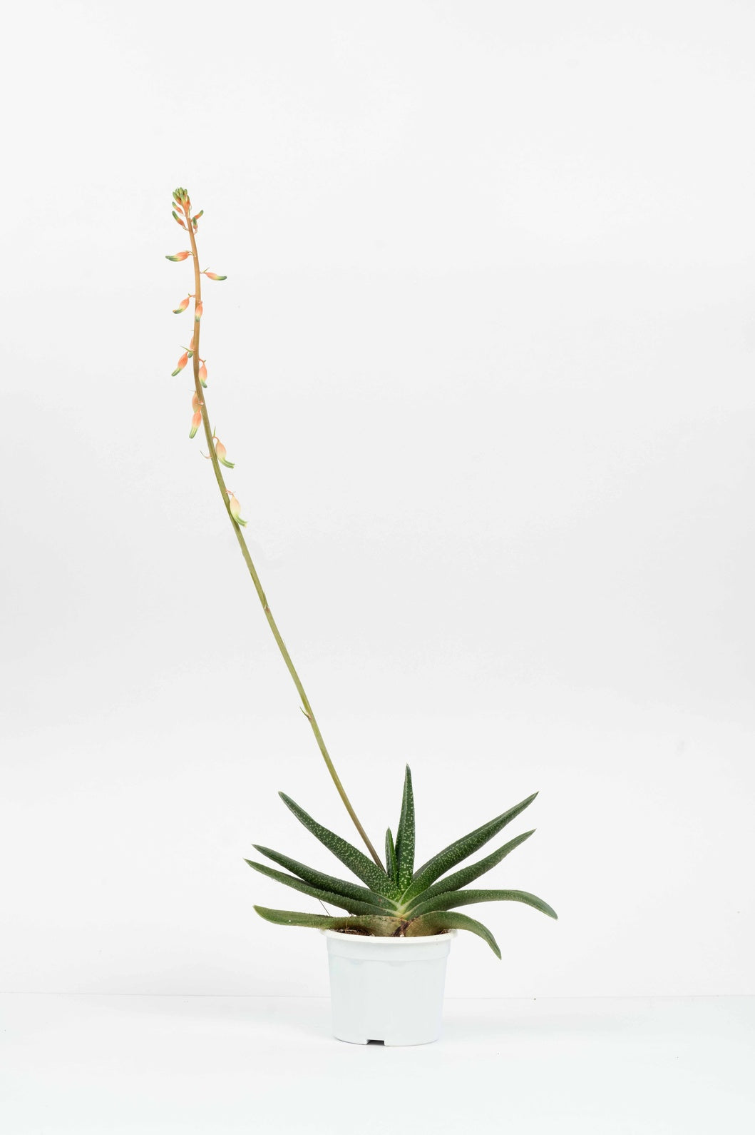 Gasteria Acinacifolia-Coast Oxtongue