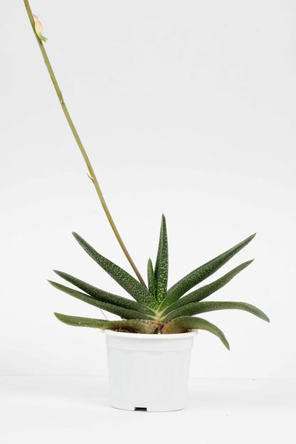 Gasteria Acinacifolia-Coast Oxtongue