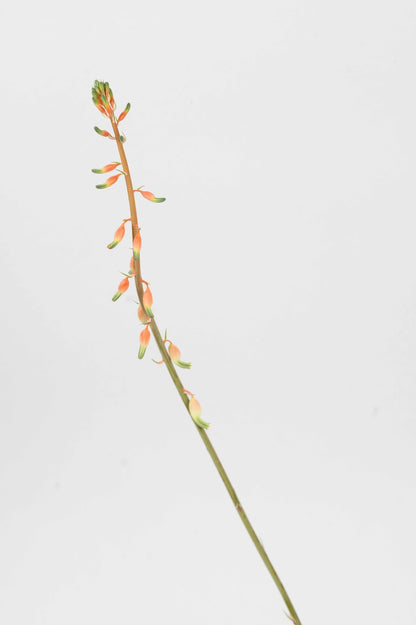 Gasteria Acinacifolia-Coast Oxtongue