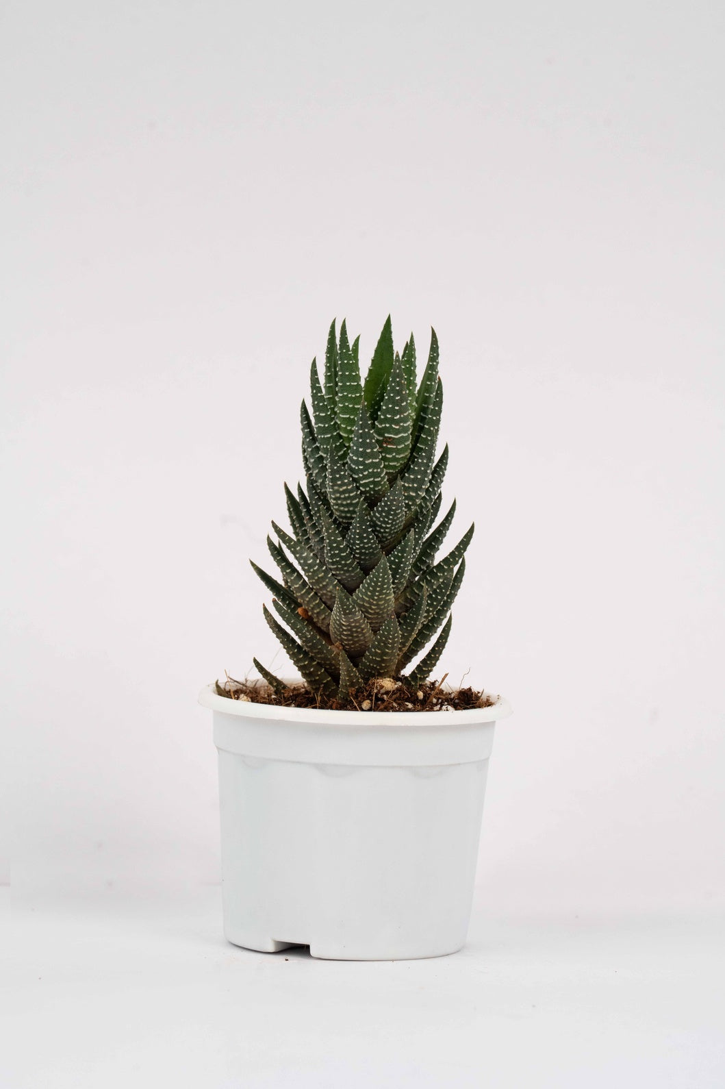 Haworthia Reinwardtii