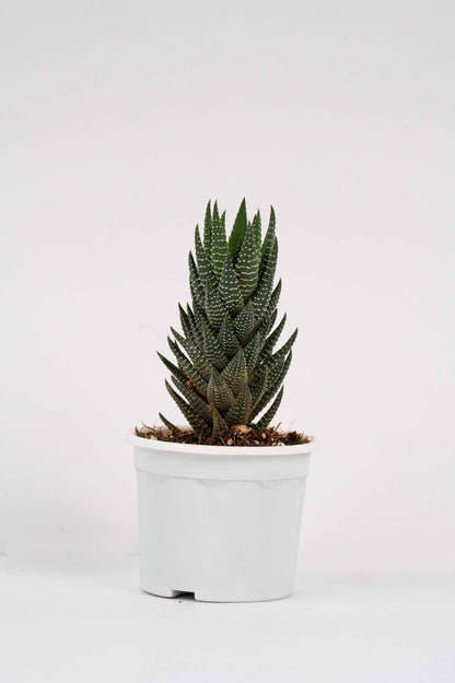 Haworthia Reinwardtii