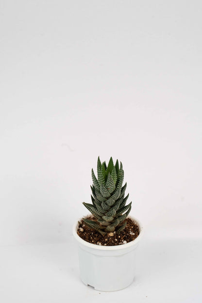 Haworthia Reinwardtii