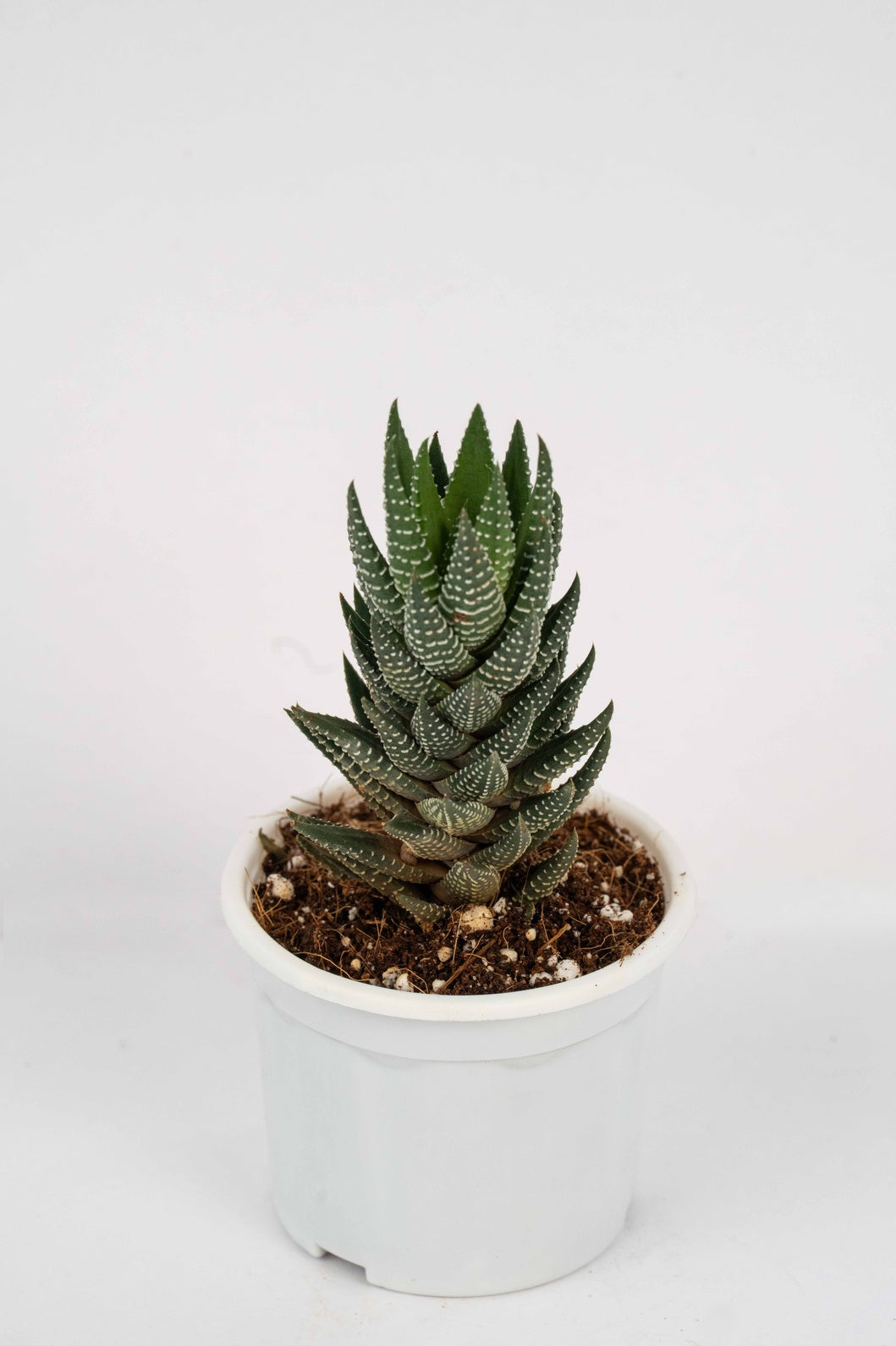 Haworthia Reinwardtii