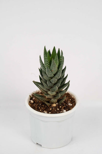 Haworthia Reinwardtii