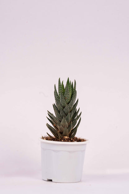 Haworthia Reinwardtii