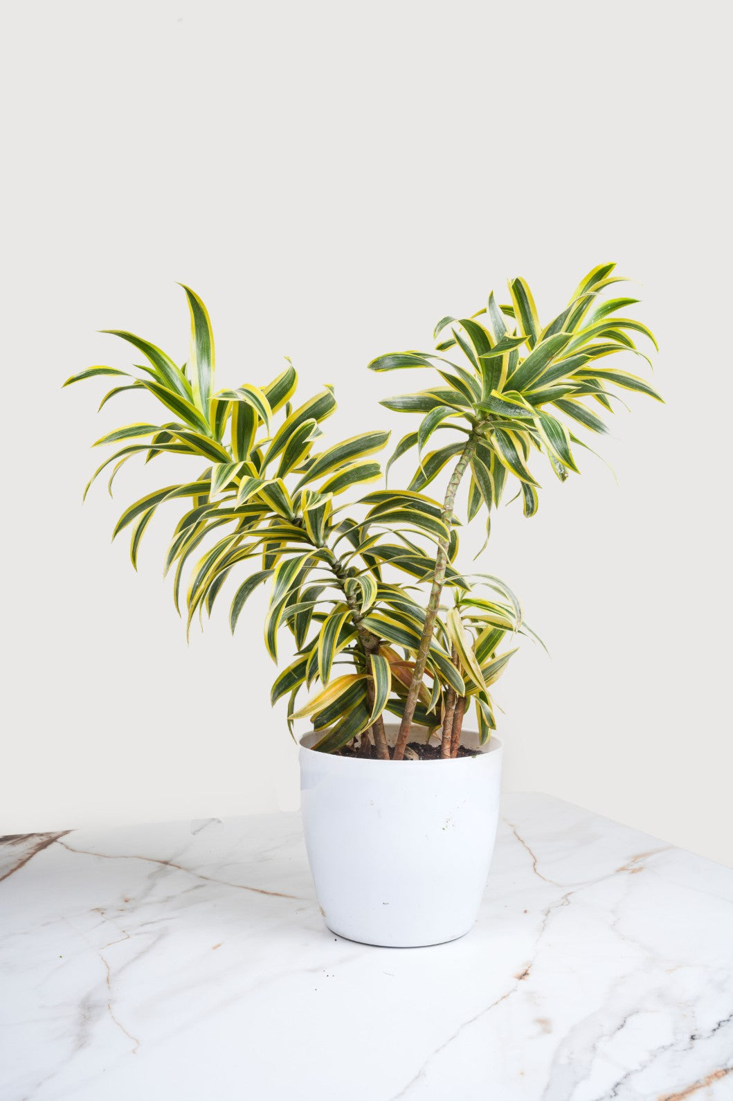 Song Of India - Dracaena Reflexa