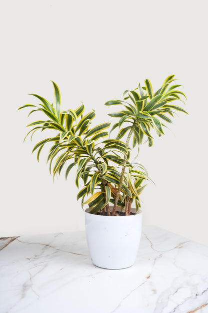Song Of India - Dracaena Reflexa