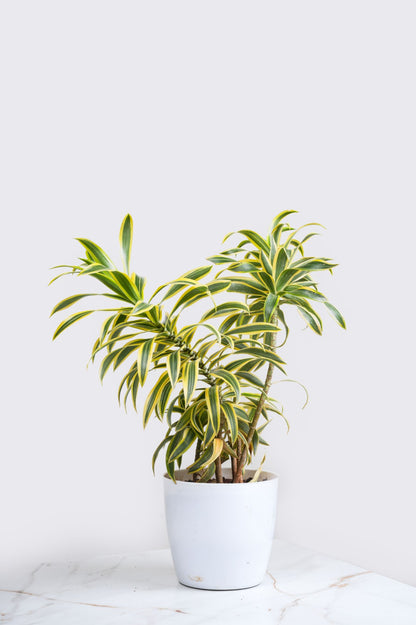 Song Of India - Dracaena Reflexa