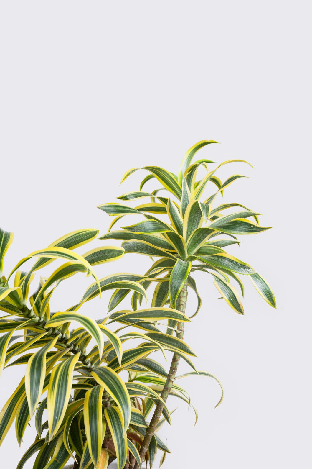 Song Of India - Dracaena Reflexa