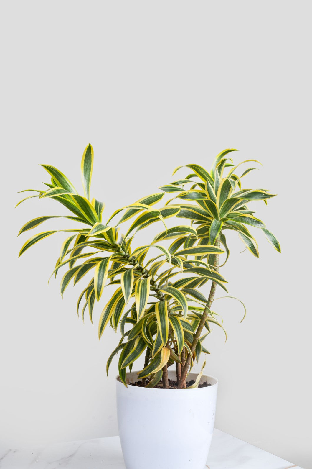 Song Of India - Dracaena Reflexa