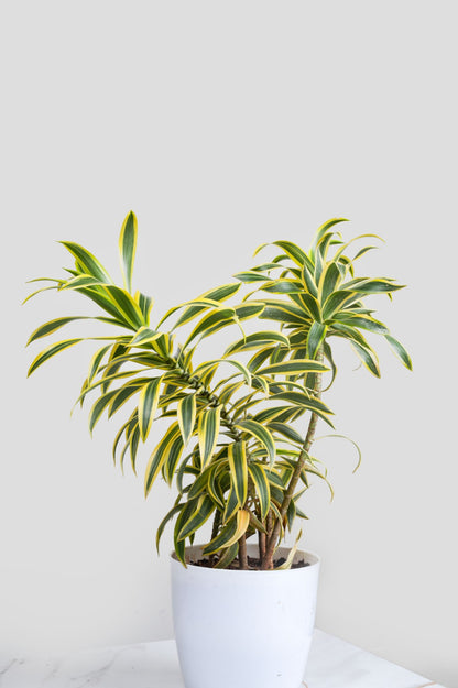 Song Of India - Dracaena Reflexa