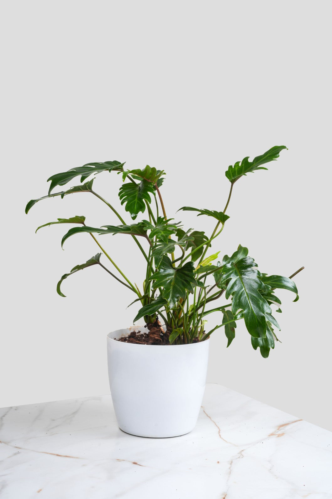 Philodendron Xanadu - Thaumatophyllum Xanadu
