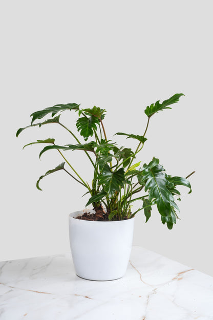 Philodendron Xanadu - Thaumatophyllum Xanadu