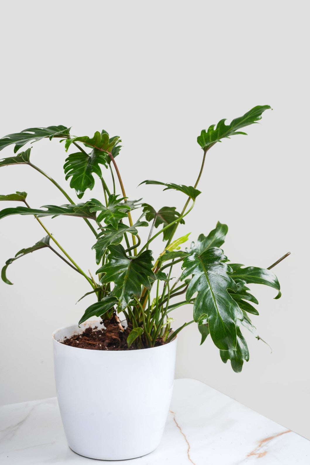 Philodendron Xanadu - Thaumatophyllum Xanadu