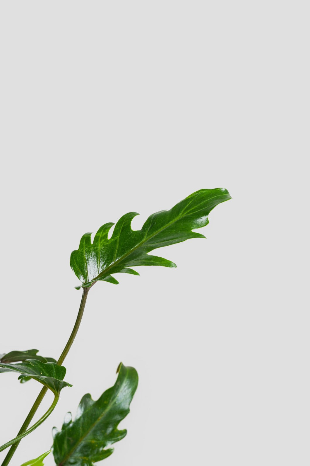 Philodendron Xanadu - Thaumatophyllum Xanadu