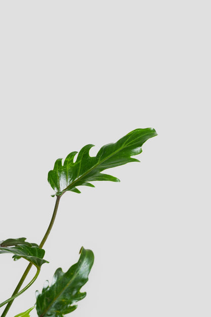 Philodendron Xanadu - Thaumatophyllum Xanadu