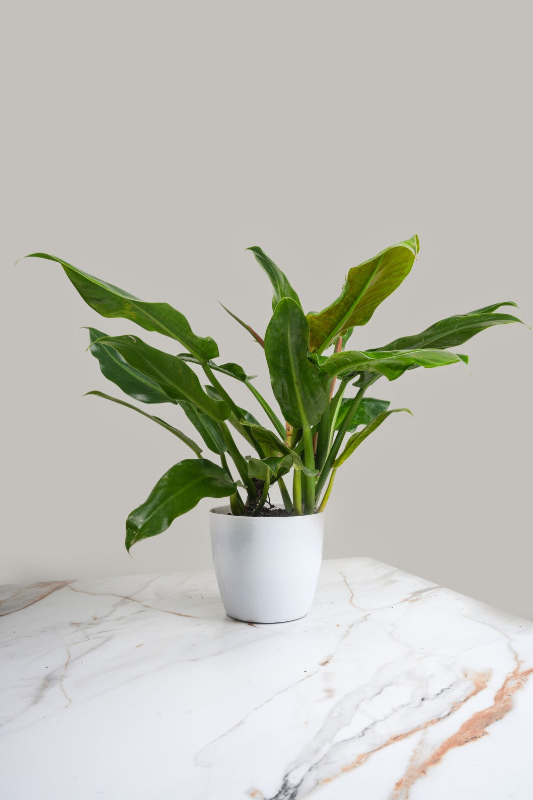 Philodendron Green Imperial- Philodendron Erubescens