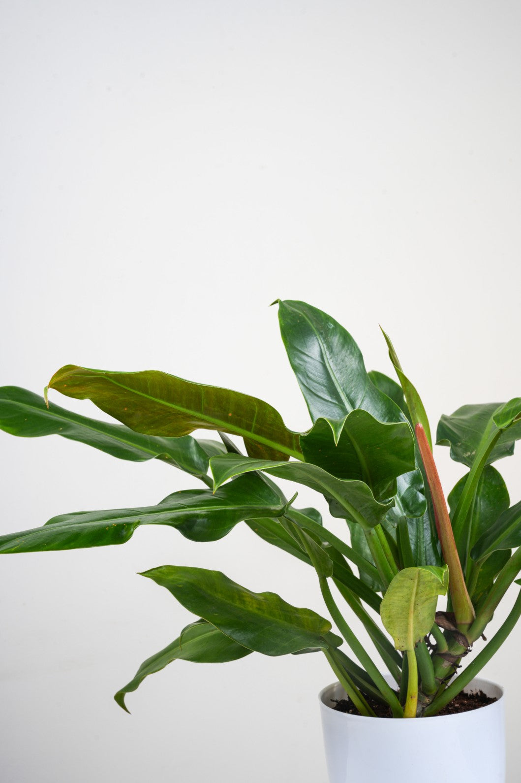 Philodendron Green Imperial- Philodendron Erubescens