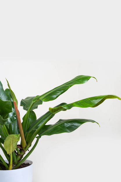 Philodendron Green Imperial- Philodendron Erubescens
