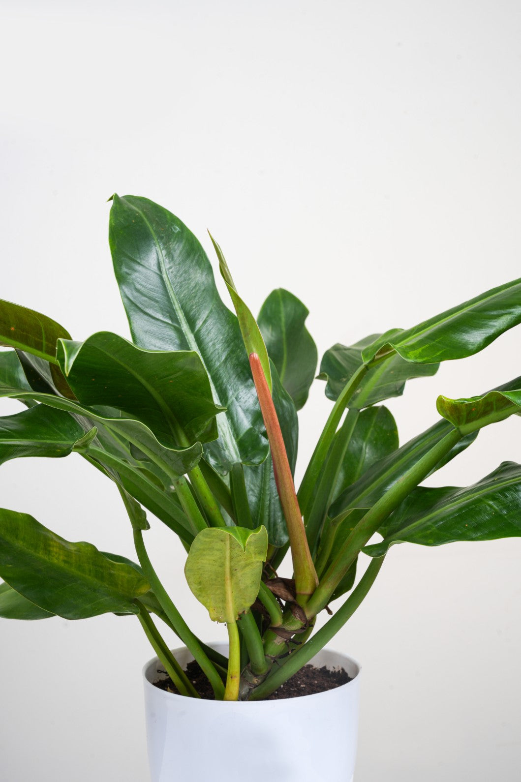 Philodendron Green Imperial- Philodendron Erubescens