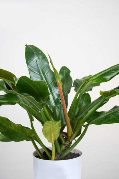 Philodendron Green Imperial- Philodendron Erubescens
